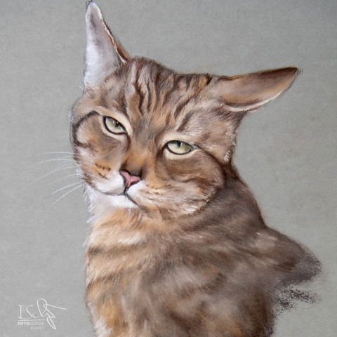 Pastell Gemälte Tierportrait Katze Tigerkatze Pastellkreide