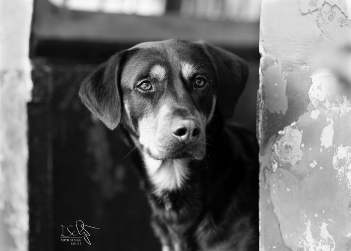 Hundeportrait schwarz-weiß