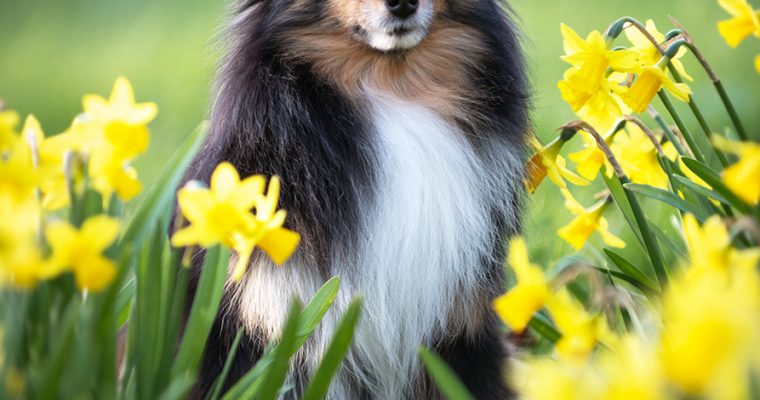 Hundeshooting im Frühling